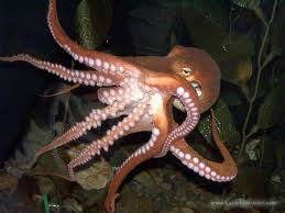 How many species of octopus are there ?