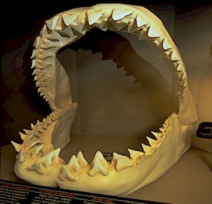 How many teeth of shark are there?