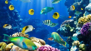 How Many Different Types of Fishes Are There in The World?