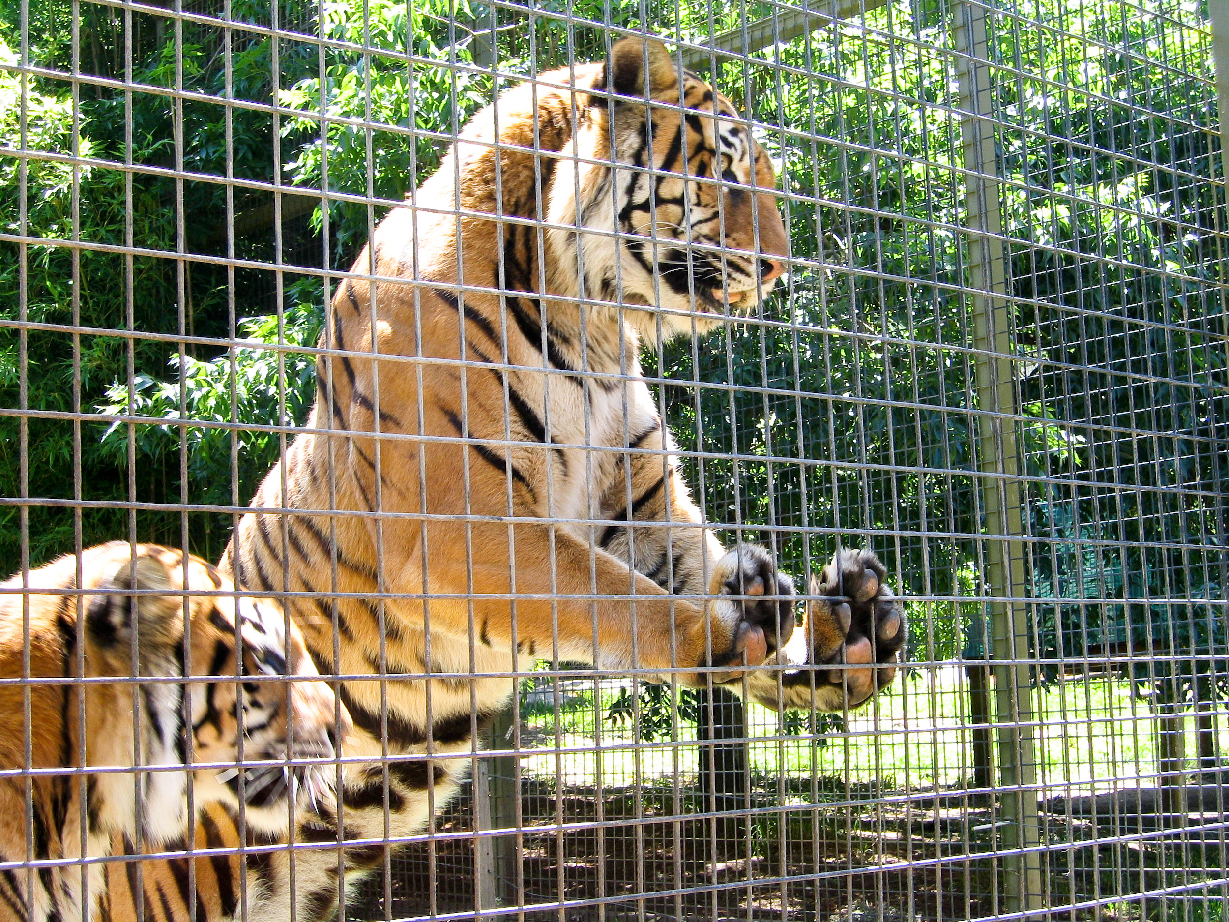 Do zoos help or hurt animals? | SiOWfa15: Science in Our World: Certainty  and Controversy
