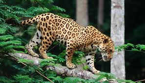 How Many Jaguars Are There in The world Today?