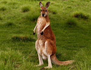 red-kangaroo