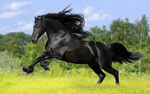 332069xcitefun-horse-breed2