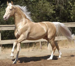 How Many Different Breed of Horses Are There that are living in the world now?