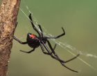 How Many Different Types of Spiders Are There In The World ?