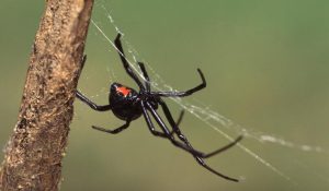 How Many Different Types of Spiders Are There In The World ?
