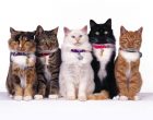 How Many Cat Breeds Are There In The World?