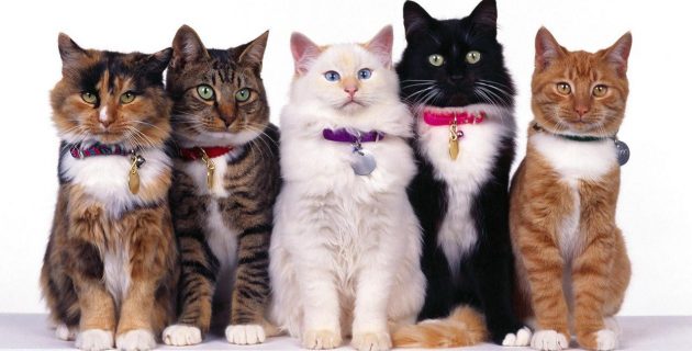 How Many Cat Breeds Are There In The World?