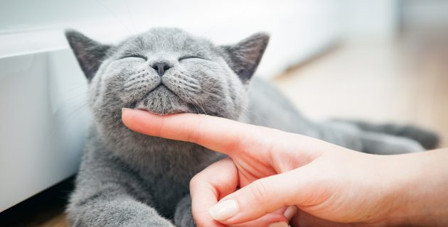 How Many Cats Are There In The World?