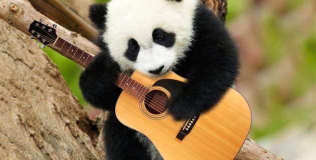 How Many Pandas Are There In The World?