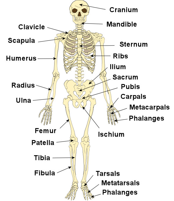 Bones Skeleton Structure