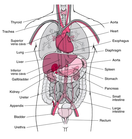 Human organs