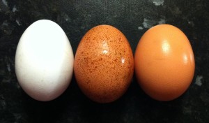 Egg_colours