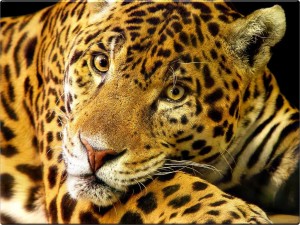 animals jaguar pictures
