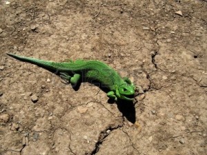 2438460-lizard-reptile-animal-nature-green