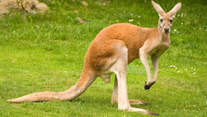 red_kangaroo