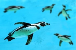Penguins - Website